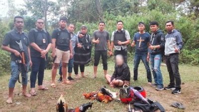 Gerebek Judi Sabung Ayam di Mamasa, Seorang Kakek 70 Tahun Terjaring