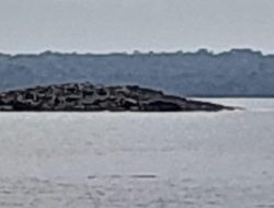 Fenomena Alam di Tanimbar Pasca Gempa M 7,5 Muncul Sebuah ‘Pulau’