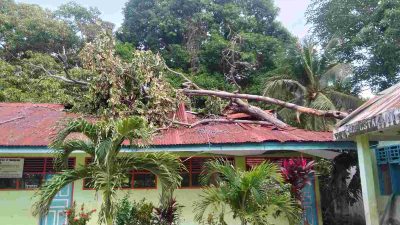 SDN 12 Timbogading Ambruk Tertimpa Pohon Tumbang