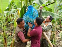Tanah Subur Cepat Panen Cavendish, Pj Bahtiar Ajak Masyarakat Manfaatkan Potensi Dukung Swasembada