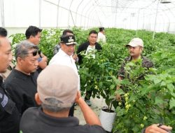 Kunjungi Smart Farming Katokkon Toraja, Pemprov Sulbar Kepincut Kembangkan Cabe Khas Sulsel