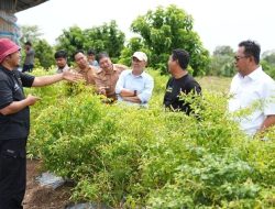 Inspirasi Kawasan Terpadu Cabe Salo Dua Enrekang, Akan Dikembangkan di Sulbar