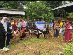 Pemprov Sulbar Distribusikan 1.870 Ekor Kambing untuk 5 Kabupaten