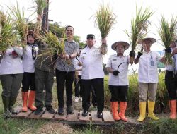 Stop Konflik Agraria! Wagub Sulbar Arahkan Alih Fungsi Lahan Sawit untuk Cetak Sawah Baru