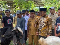 Gubernur Suhardi Duka Tinjau Bantuan Bibit Ternak Kambing di Polewali Mandar