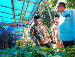 Gubernur SDK Cek Langsung Bantuan Kambing, Bibit Kakao, dan Pupuk di Polman, Petani: Ini Sangat Bermanfaat Bagi Kami