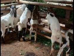 Dugaan Penipuan Pengadaan Kambing untuk Desa di Majene, Sahril Merugi Ratusan Juta