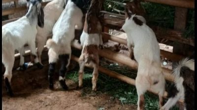 Dugaan Penipuan Pengadaan Kambing untuk Desa di Majene, Sahril Merugi Ratusan Juta
