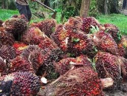 Harga TBS Sawit Sulbar Periode September 2025 Naik Jadi Rp3.192 per Kg