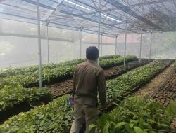 Dukung Peremajaan Kakao dan Ketersediaan Benih di Sulbar, Disbun Identifikasi Kebun Masyarakat di Tiga Kabupaten