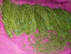 Kembalikan 30 Kg Kacang Panjang, SPPG di Lingkungan Saleppa Dinilai Rugikan Pedagang Lokal