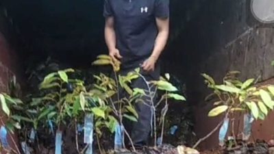 Aktifis Bongkar Skandal Dugaan Korupsi Pengadaan Bibit Rp40 Miliar di Pemprov Sulbar