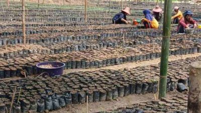 Pembibitan Kakao Sulbar Molor, Aktivis Desak Kementan Putus Kontrak dan Blacklist CV Syahriandi Ashar Utama