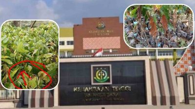 Kejati Didesak Usut Dugaan Korupsi Proyek Bibit Kakao Senilai Rp28 Miliar di Disbun Sulbar