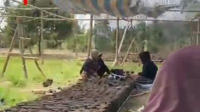 Bibit Kakao Bernilai Miliaran Rupiah Disorot, Kejati Sulsel Didesak Usut CV. Arafah Abadi