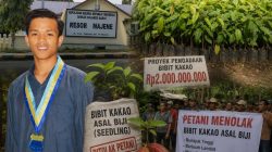 Aktivis PMII Minta Polres Majene Usut Pengadaan Bibit Kakao Rp2 Miliar yang Ditolak Petani